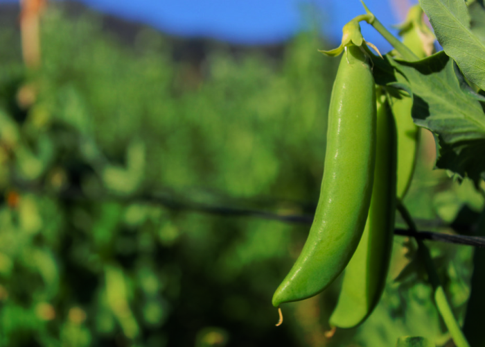Adubação Verde: Conheça as 7 leguminosas mais utilizadas - Maneje Bem ...